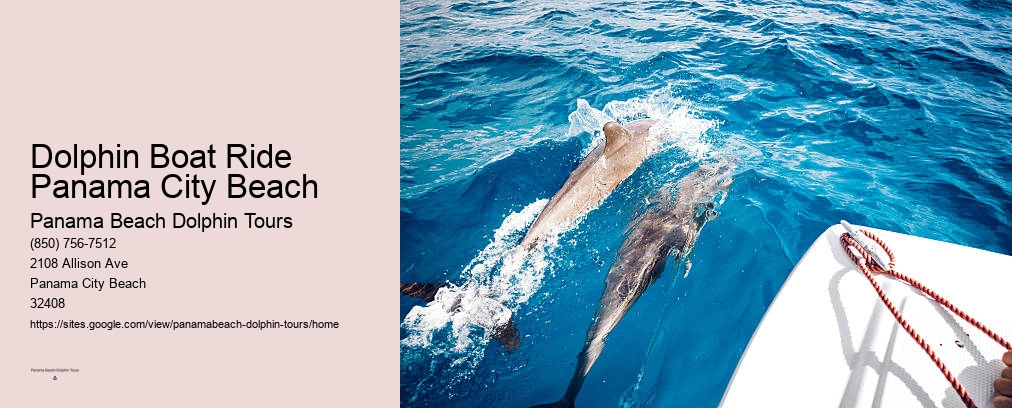 Dolphin Cruises In Panama City