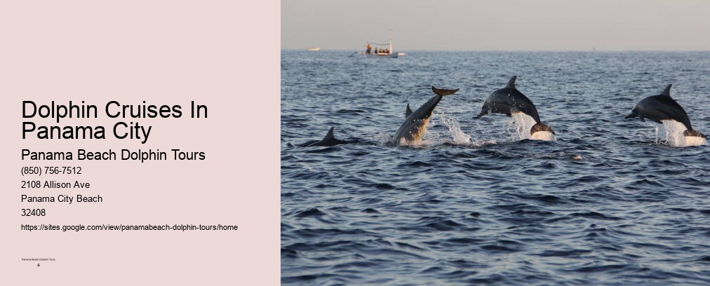Dolphin Cruises In Panama City