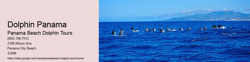 Panama Beach Dolphin Tour Dolphins
