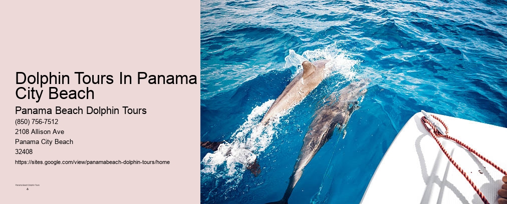 Dolphin Cruises In Panama City