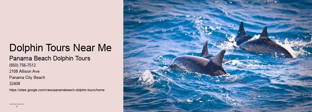 Panama Beach Swim With Dolphins