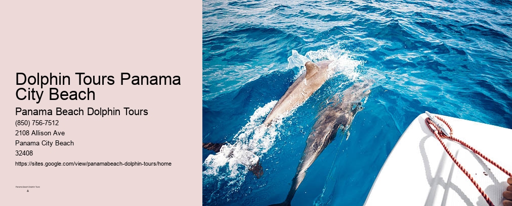 Swim With Dolphins Panama City Beach