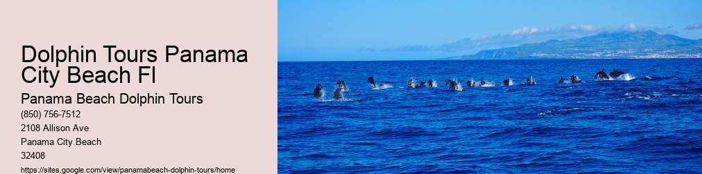 Panama Beach Dolphin Tour Dolphins