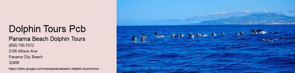 Shell Island Dolphin Tours
