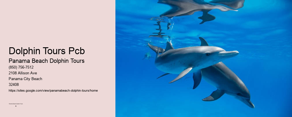 Panama City Dolphin Tours