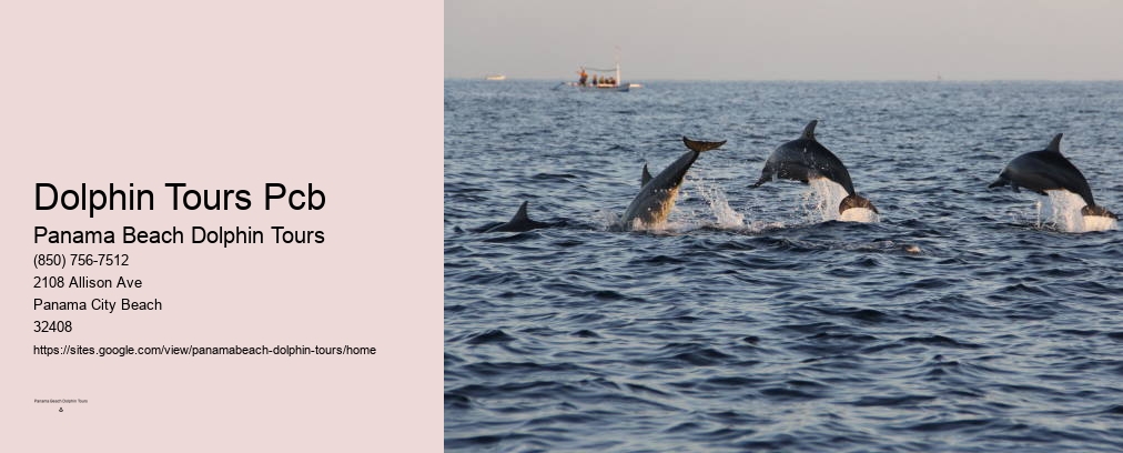 Dolphin Tours Pcb