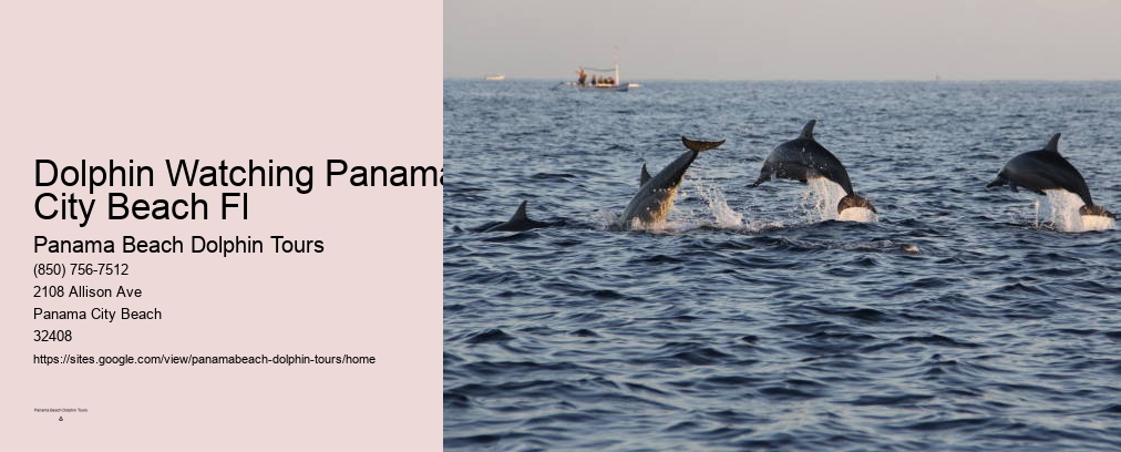 Dolphin Watching Panama City Beach Fl