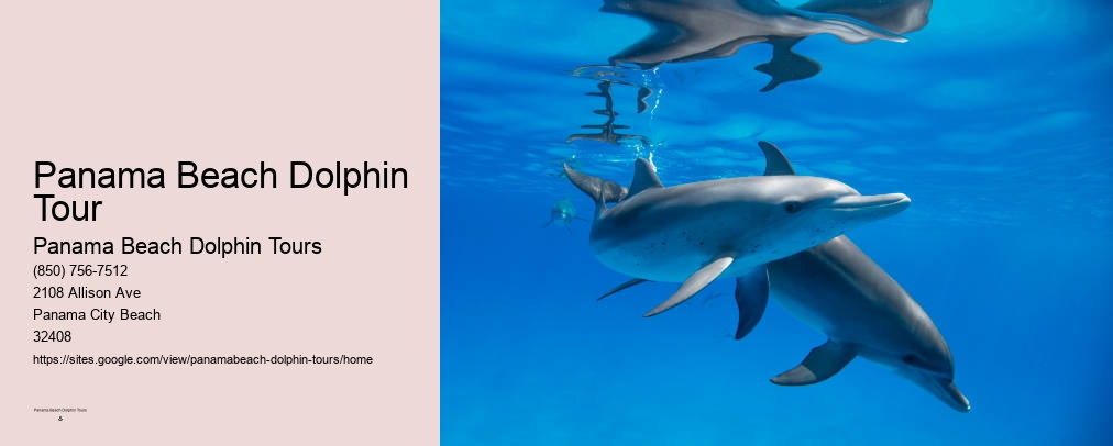 Dolphin Tours Panama City Beach Fl