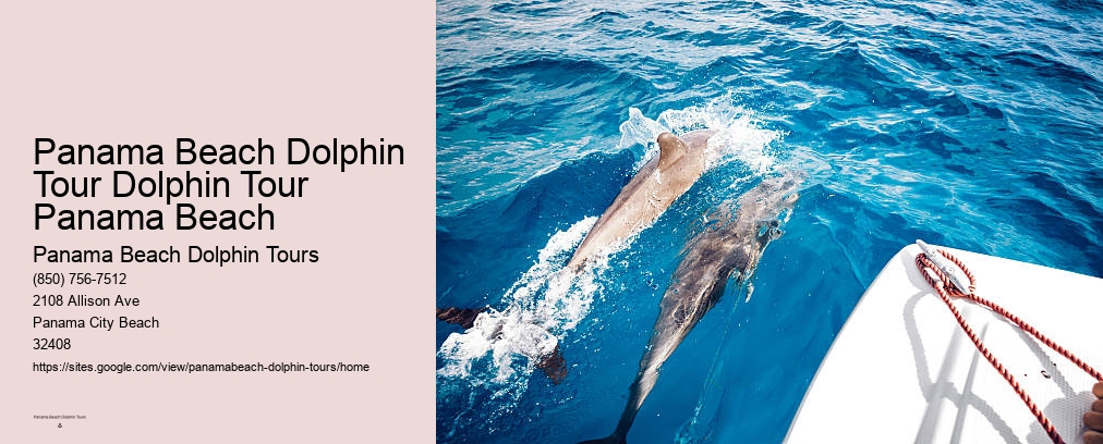 Panama Beach Dolphin Tour Swim With Dolphins