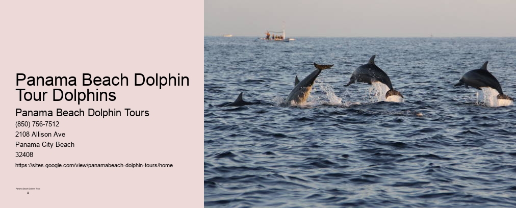 Swimming With Dolphins Panama Beach