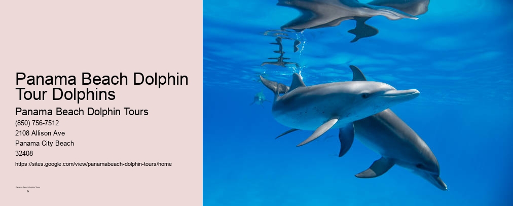 Shell Island Dolphin Tours