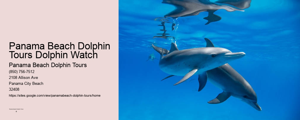 Panama Beach Dolphin Tours Dolphin Watch
