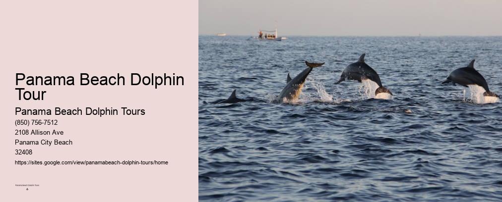 Panama Beach Dolphin Tour