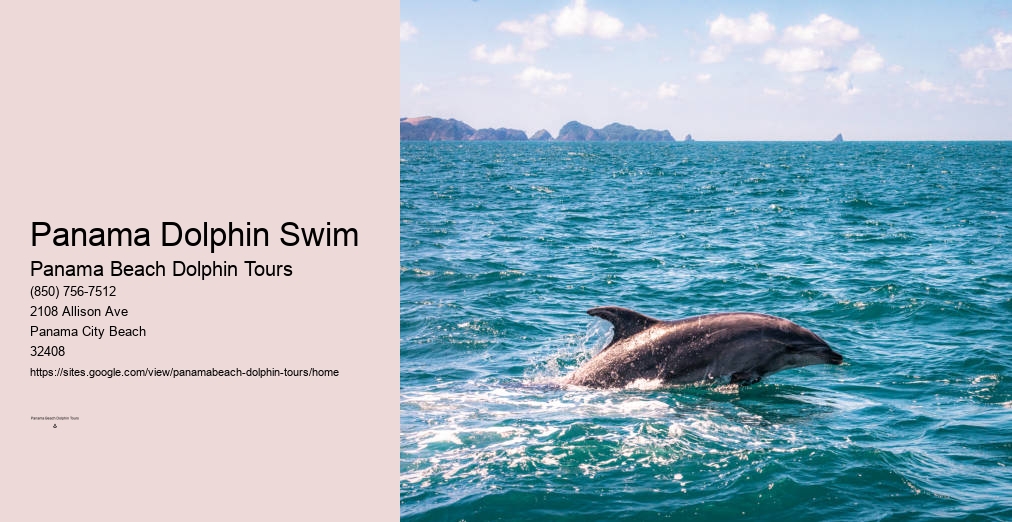 Panama Beach Dolphin Tour Swim With Dolphins