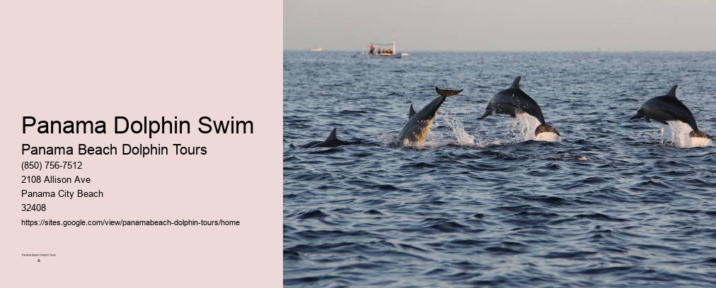 Panama Dolphin Swim