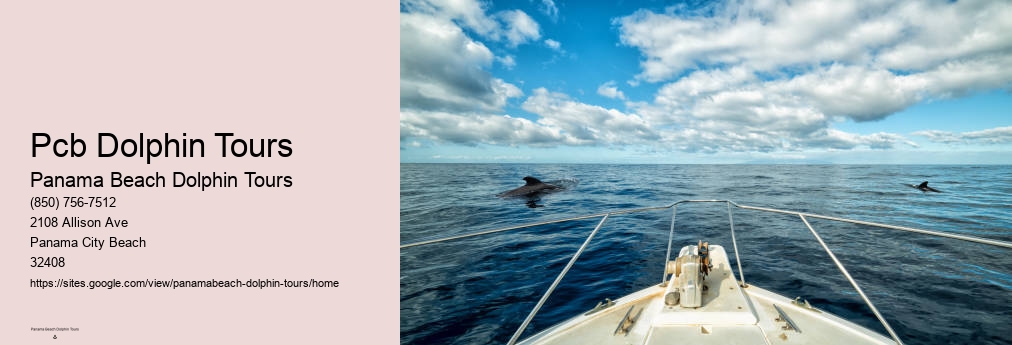 Panama Beach Dolphin Tours Dolphin Watch