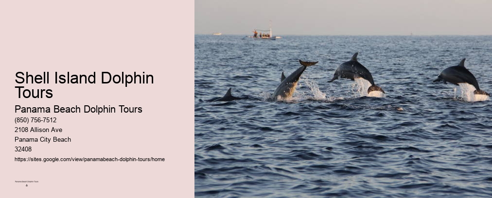 Shell Island Dolphin Tours