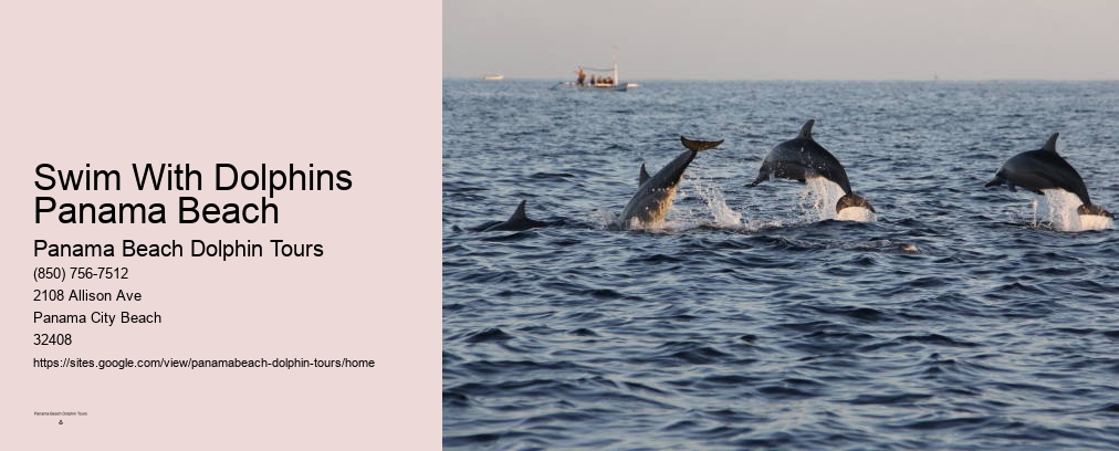 Swim With Dolphins Panama Beach