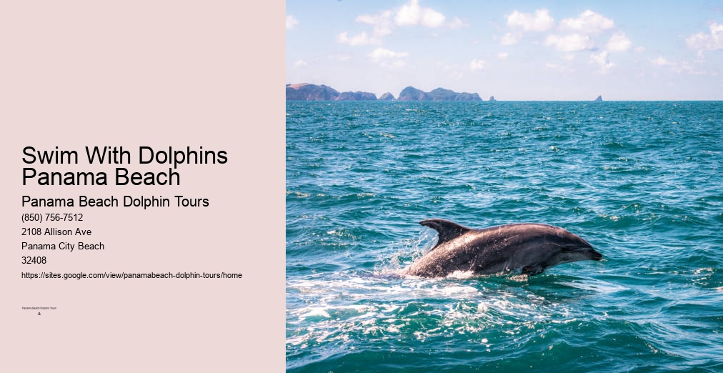 Panama Beach Dolphin Tour Swim With Dolphins